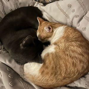 Meet your Posher, Lina